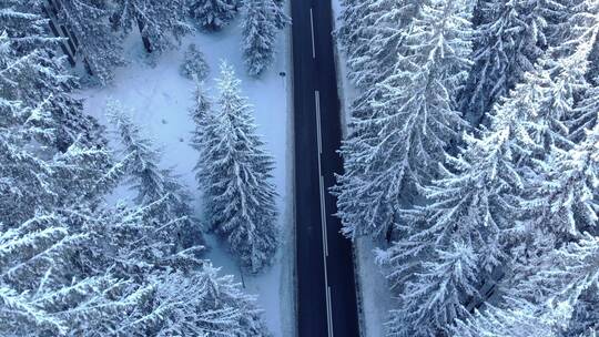 航拍被雪覆盖的树顶和小路