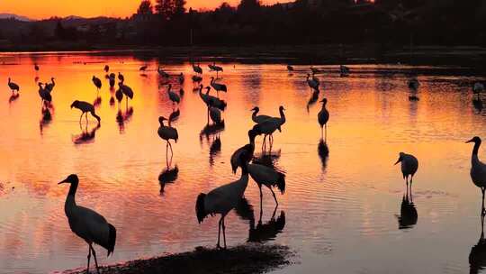 贵州毕节威宁草海朝霞日出黑颈鹤
