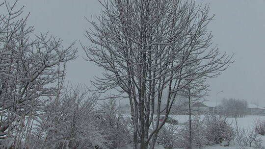 冬季被白雪覆盖的树木
