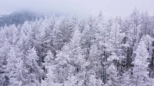 4k航拍恩施雪山雾凇风光