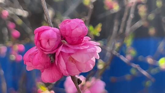 【镜头合集】开花鲜艳花朵花蕊花瓣