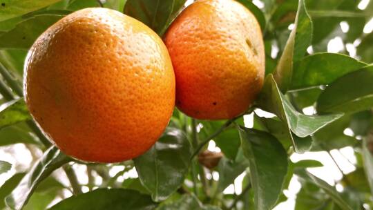 橘子  沃柑 新鲜橘子  农业扶贫产品视频素材模板下载