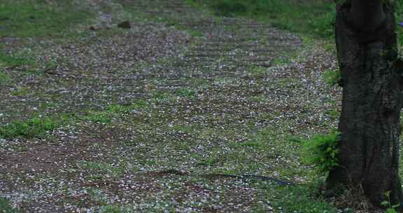 春天春雨樱花林樱花飘落凋零 梦幻花瓣雨