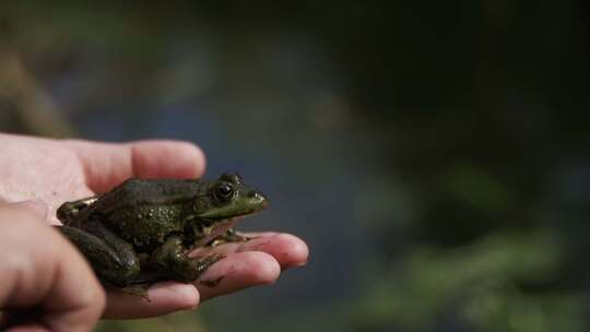 孩子在手里玩绿色青蛙慢动作