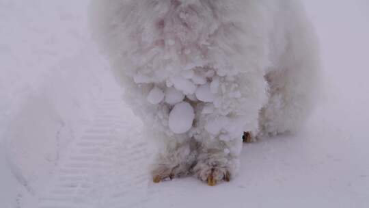 狗、雪、梗、冷冻