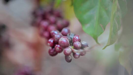 乡村振兴农业种植视频果园紫红色咖啡豆特写