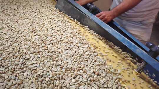 咖啡生产工艺品质检测视频素材模板下载