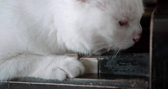 钢琴上的猫咪 钢琴 猫咪