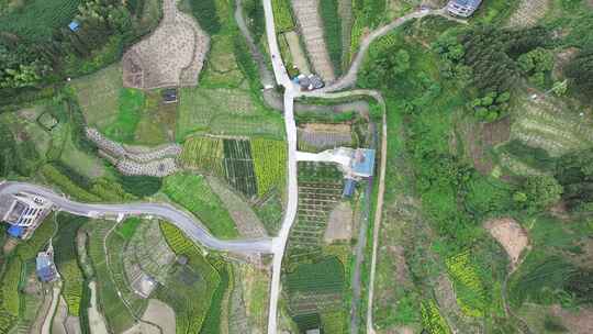广西柳州万亩茶园俯拍