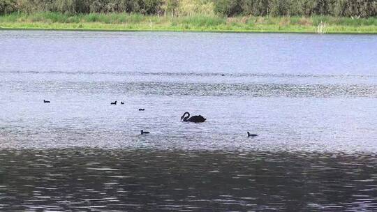 湖面上鸭子戏水景观