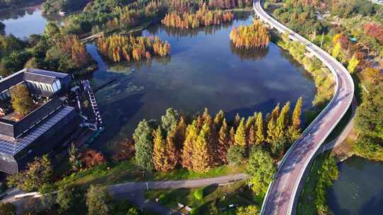 成都白鹭湾湿地公园秋季水杉红叶绿道航拍