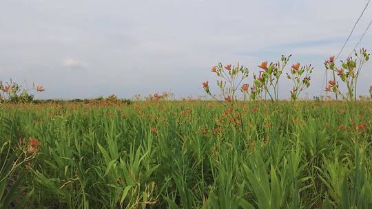 黄花菜素材视频素材模板下载