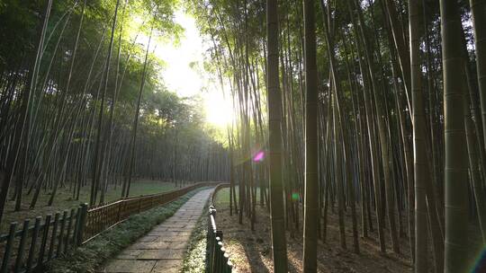 杭州西湖景区植物园