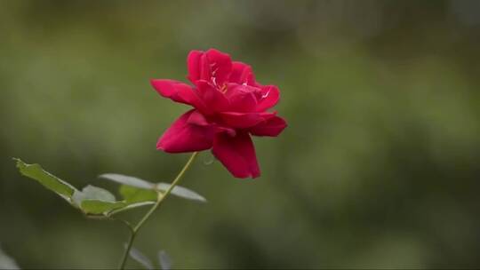 玫瑰花在风中飘荡