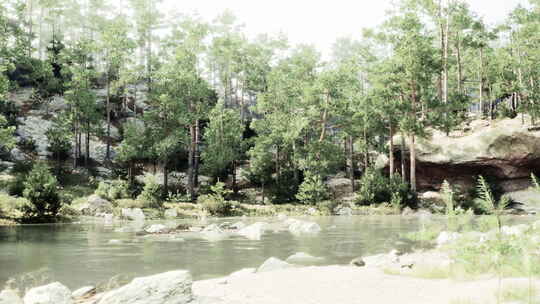 一条宁静的河流流经充满活力的绿色森林