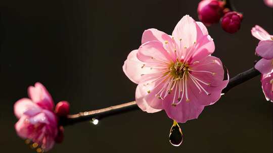 百花盛开延时特写大合集4K