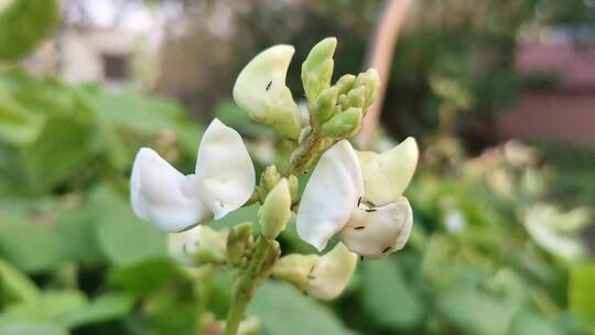 白色梅豆子花朵视频素材模板下载