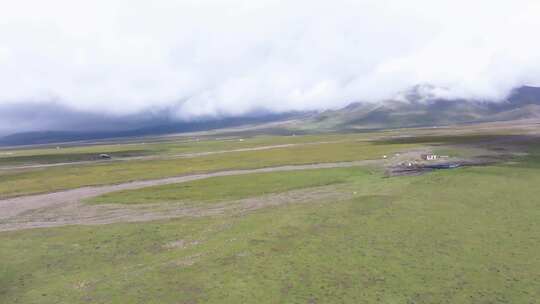 航拍青藏高原祁连大草原雪山牧场羊群