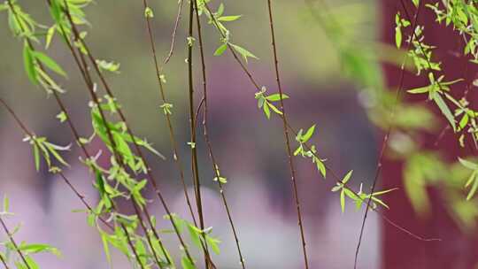 随风摇曳柳条柳枝柳叶