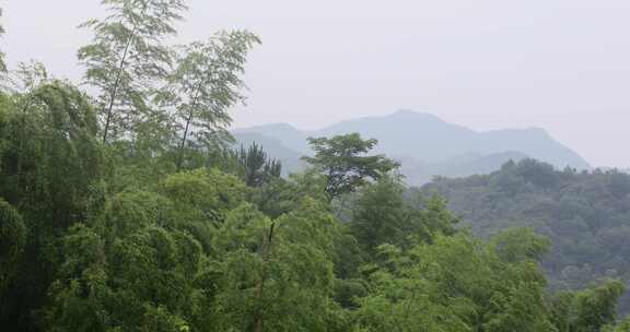 绿色山林森林竹海云海云雾安徽山区远景特写