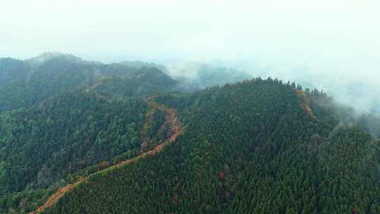 云雾缭绕的茂密山林鸟瞰全景