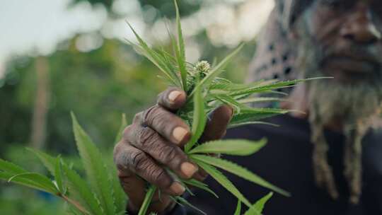 男人，Rastafari，Ganja，大