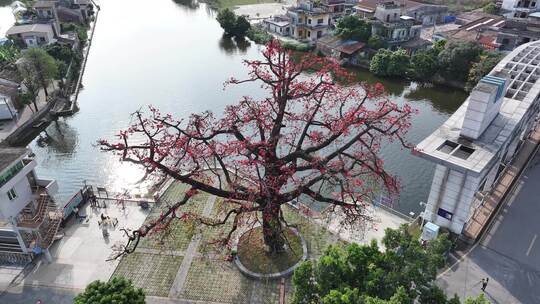 中国广东省佛山市顺德区新滘水闸木棉花