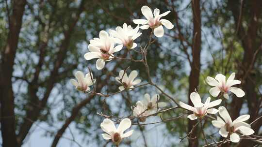 玉兰花花朵春天春暖花开空镜