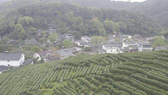 杭州西湖梅家坞茶园茶山