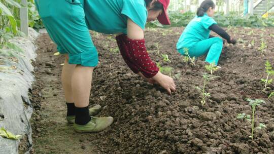 农民种植蔬菜视频素材模板下载