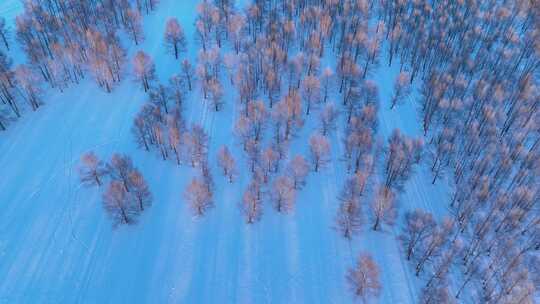 航拍蓝色雪原小树林暮色