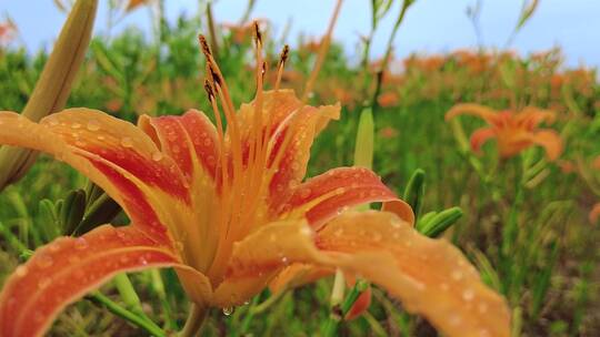 黄花菜产地