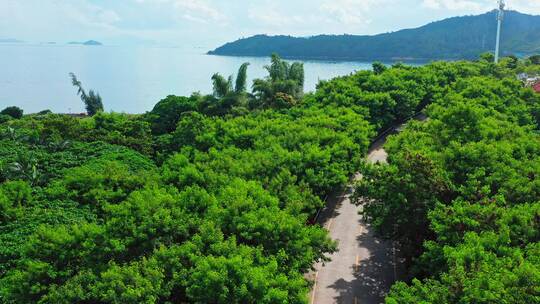 客车在海边公路上行驶中景后退