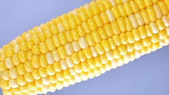 水果玉米 金银水果玉米 甜玉米