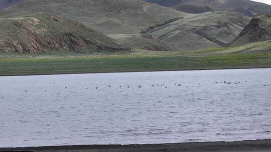 普莫雍措湖岸湿地风光