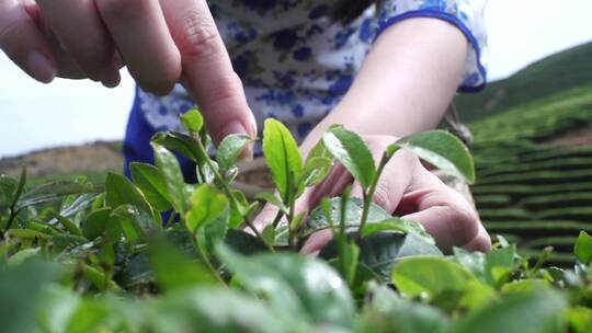 茶叶采摘细节升格画面