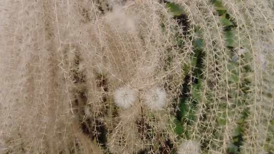 枯萎芦苇植物实拍