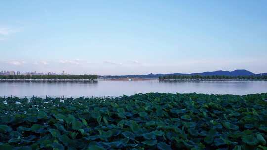 杭州西湖航拍 西湖荷花航拍