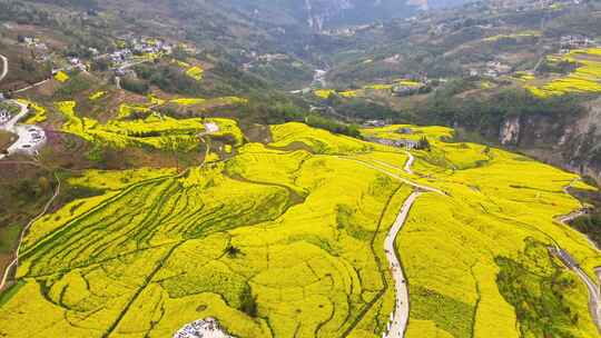 美丽春天农村三农油菜花花海航拍