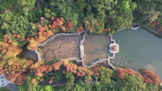 深圳仙湖植物园水杉秋色航拍