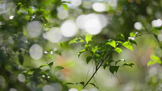【6K】阳光照射在光影斑驳中的树叶上