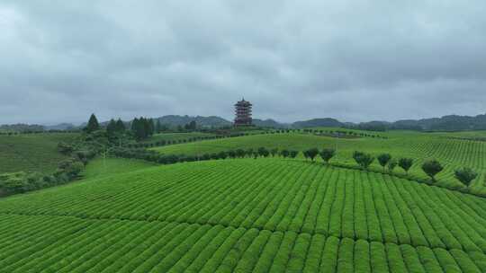 航拍贵州遵义湄潭茶园茶场春季雨后风景