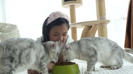 可爱的亚洲女孩喂美国短毛猫在家视频素材模板下载