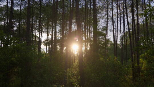 森林中的阳光暖阳