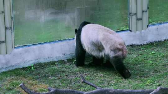 动物园大熊猫行走打滚视频素材模板下载