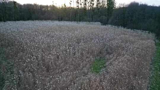 在麦穗上空低空飞行。空中前进