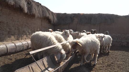 滩羊养殖羊圈
