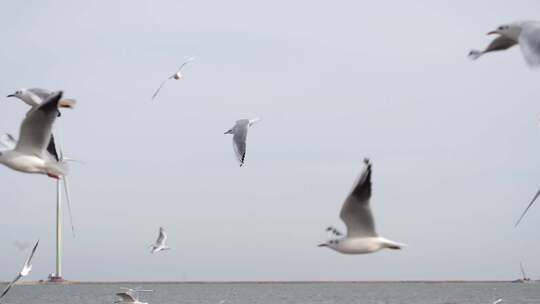 海鸥 海边 海平线 群鸟 大海