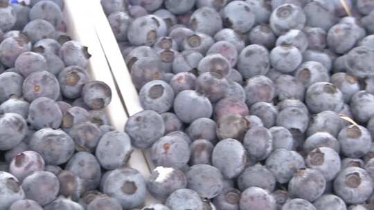 蓝莓采摘 蓝莓 水果视频素材模板下载