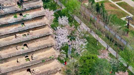 航拍西安小雁塔公园春天早樱视频素材模板下载